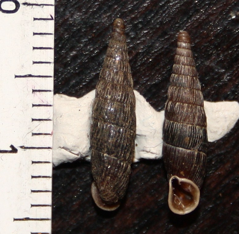 Clausiliidae da identificare